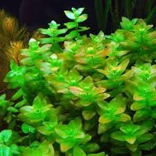 Bacopa (Bacopa caroliniana)